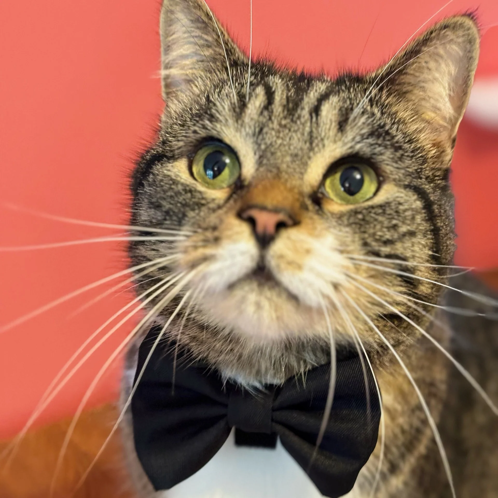 James Bond Pet Bow Tie (Outlet Item) - Image 3