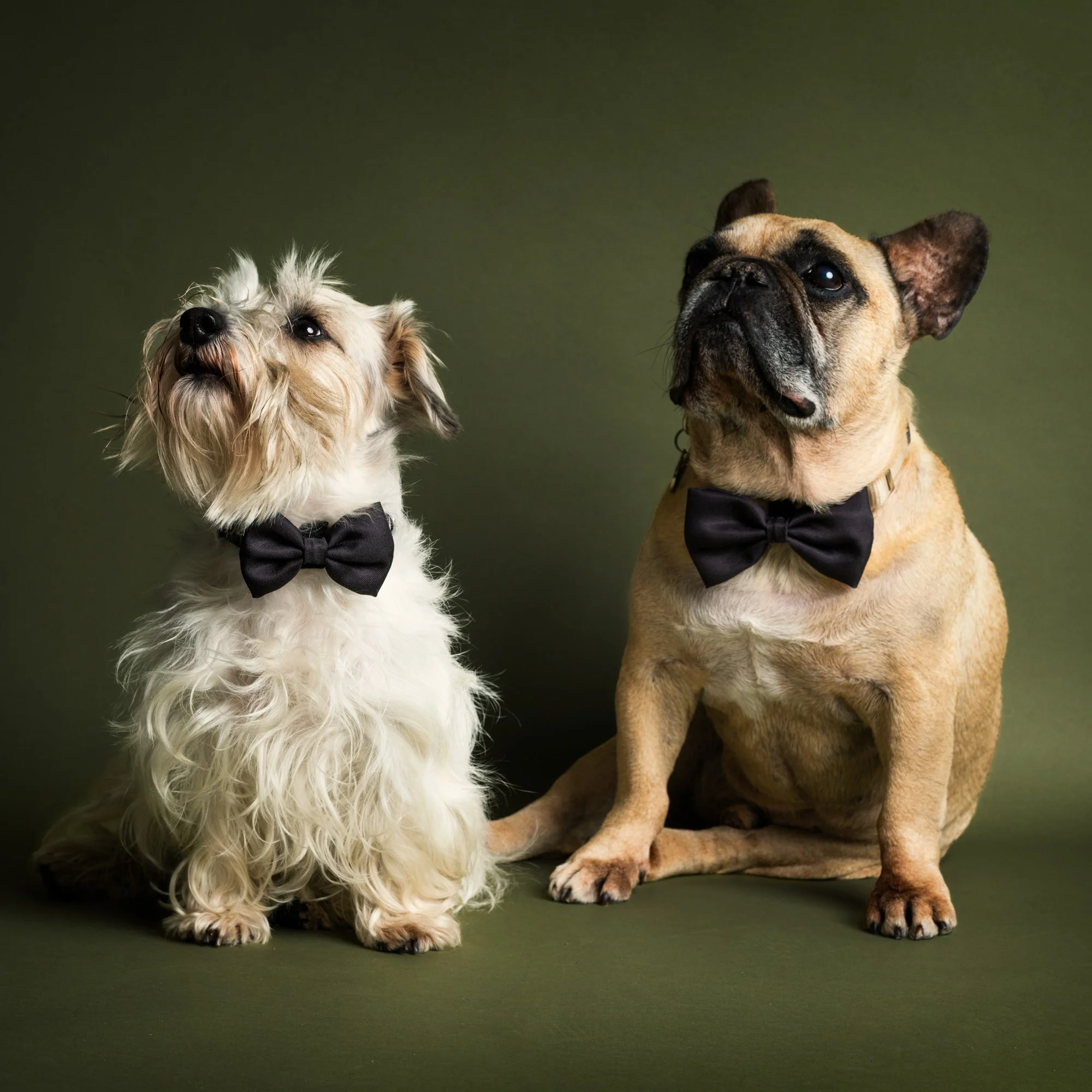 James Bond Pet Bow Tie (Outlet Item) - Image 4