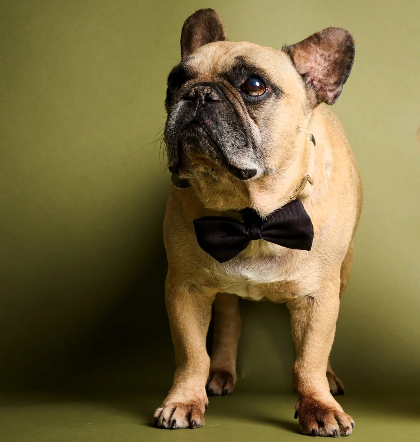 James Bond Pet Bow Tie (Outlet Item) - Image 6